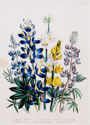 Mrs. Loudon's Ladies' Flower-Garden of Ornamental Annuals